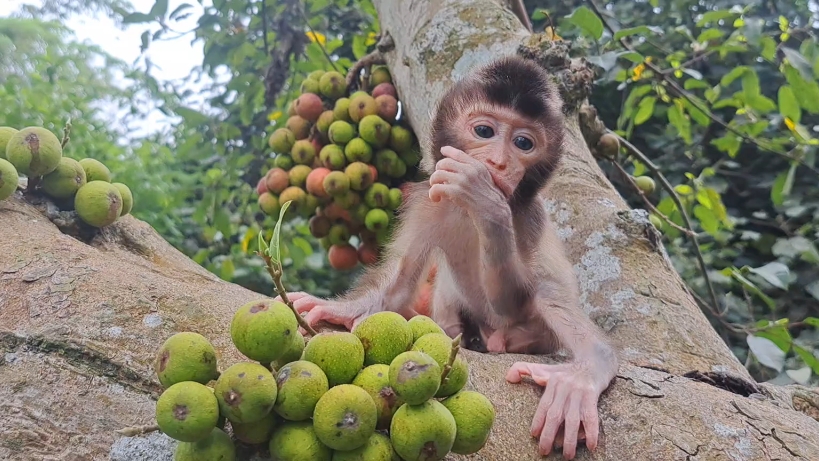 【猴子的悲惨世界】视频加载中,速速查收惊喜!