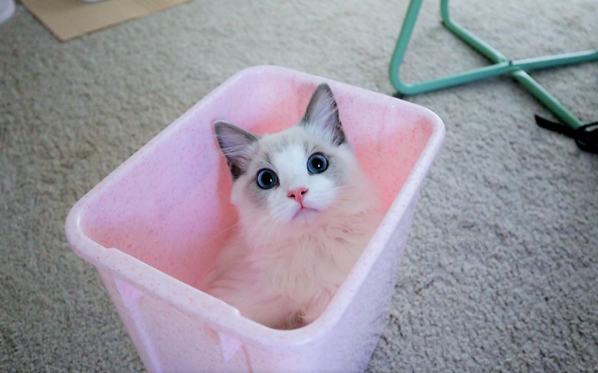 可怜小猫只能去垃圾桶里找吃的