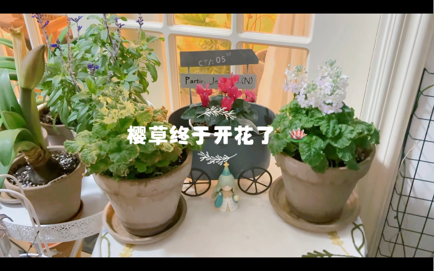 樱草终于开花了哔哩哔哩bilibili