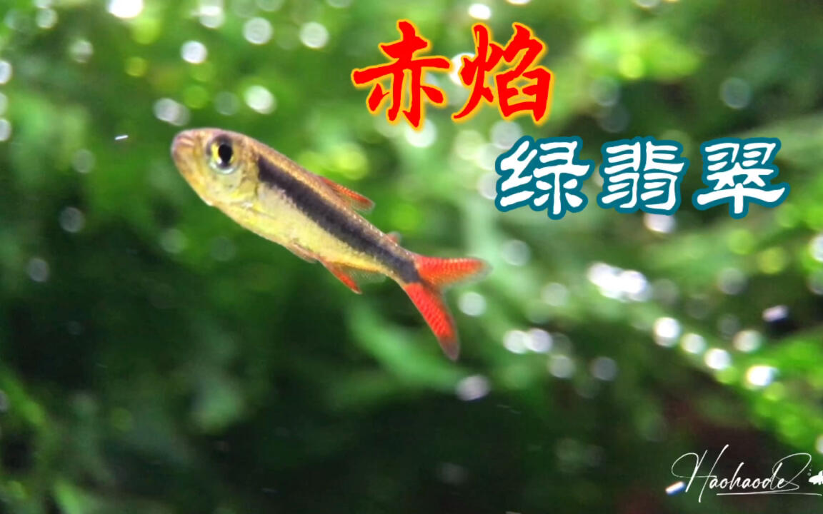 赤焰绿翡翠[灯鱼日常记录]_哔哩哔哩_bilibili