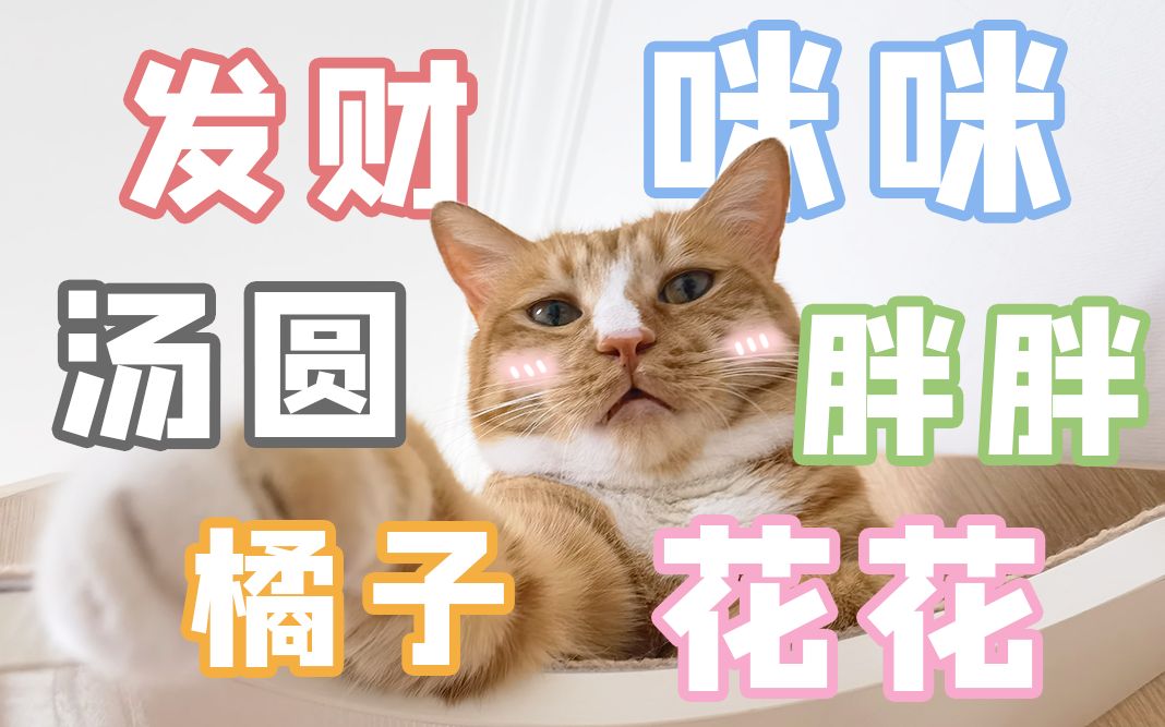 【Top10】盘点10个最常见的猫咪名字哔哩哔哩bilibili