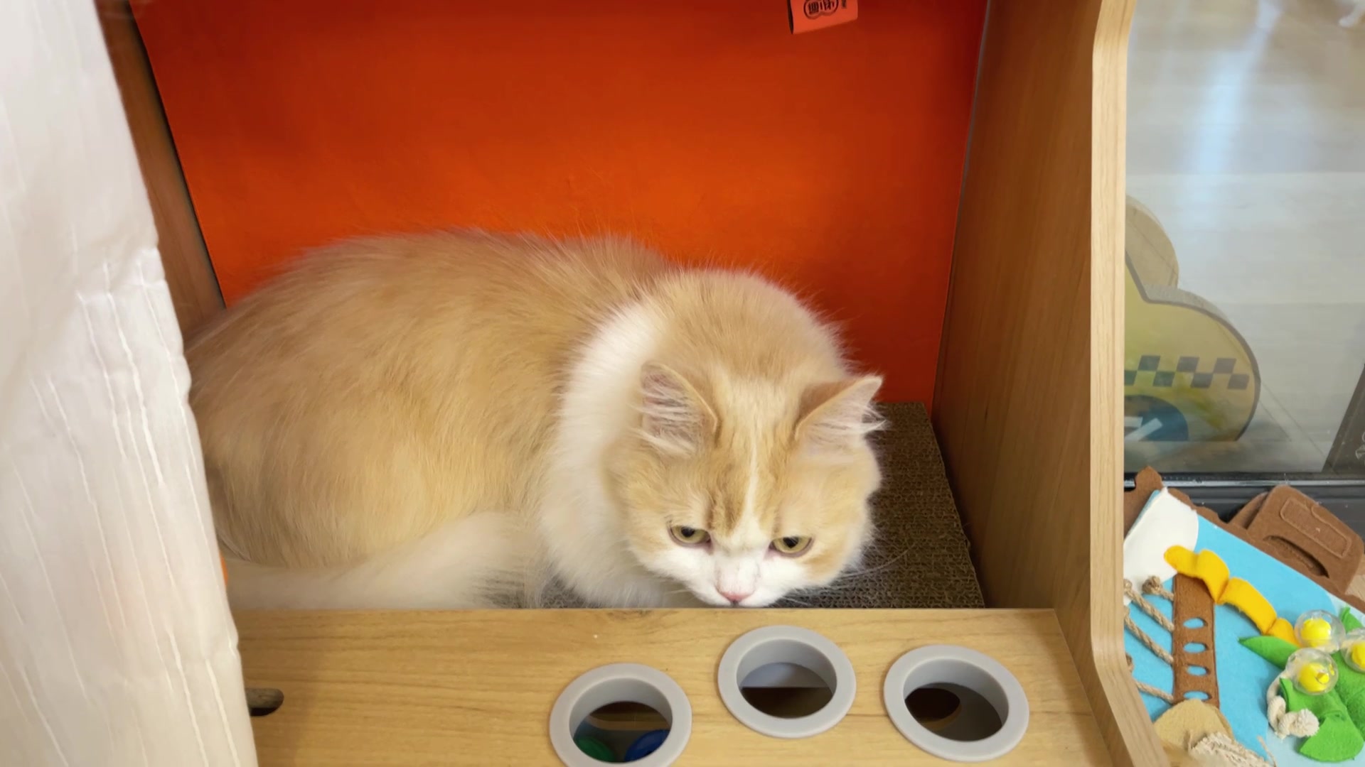 花花与三猫catlive直播录制20220306糕糕生日会