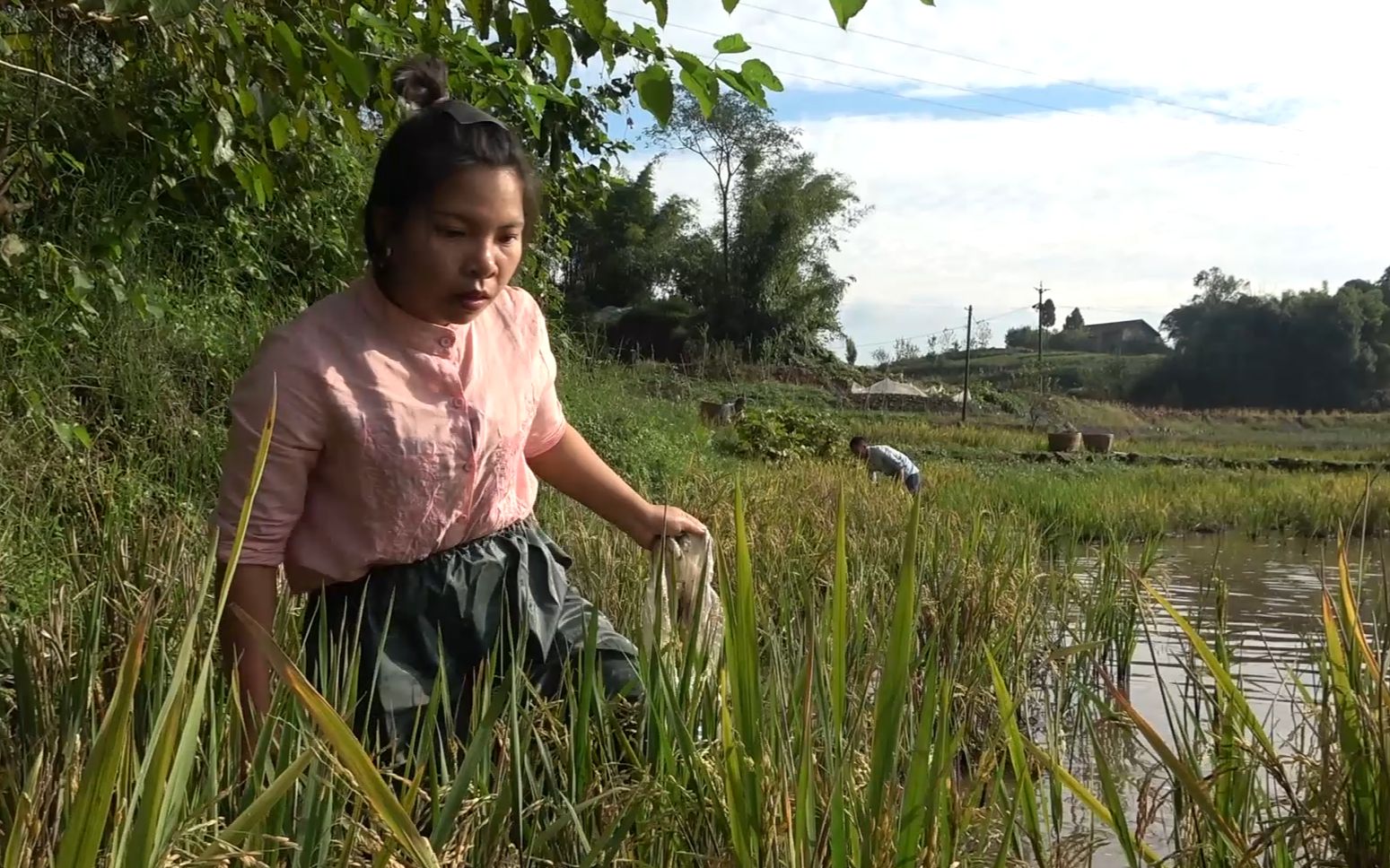农村小英子:英子和王平捡田螺,忙活了一下午,收获满满啊
