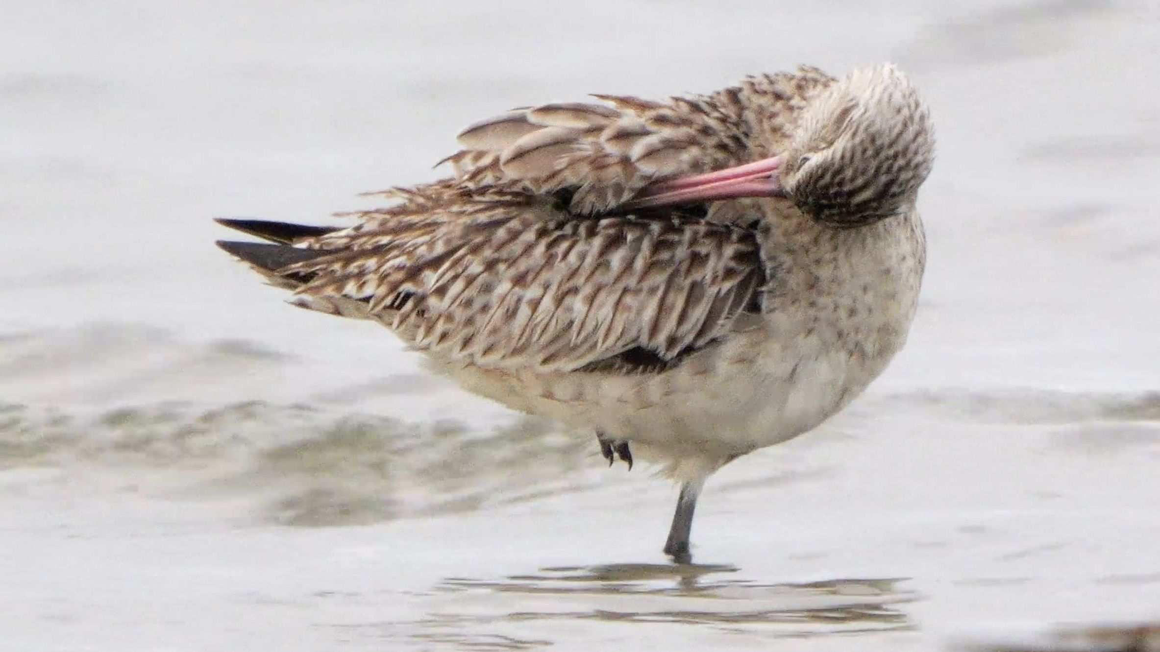 【行为图鉴】斑尾塍鹬 梳毛