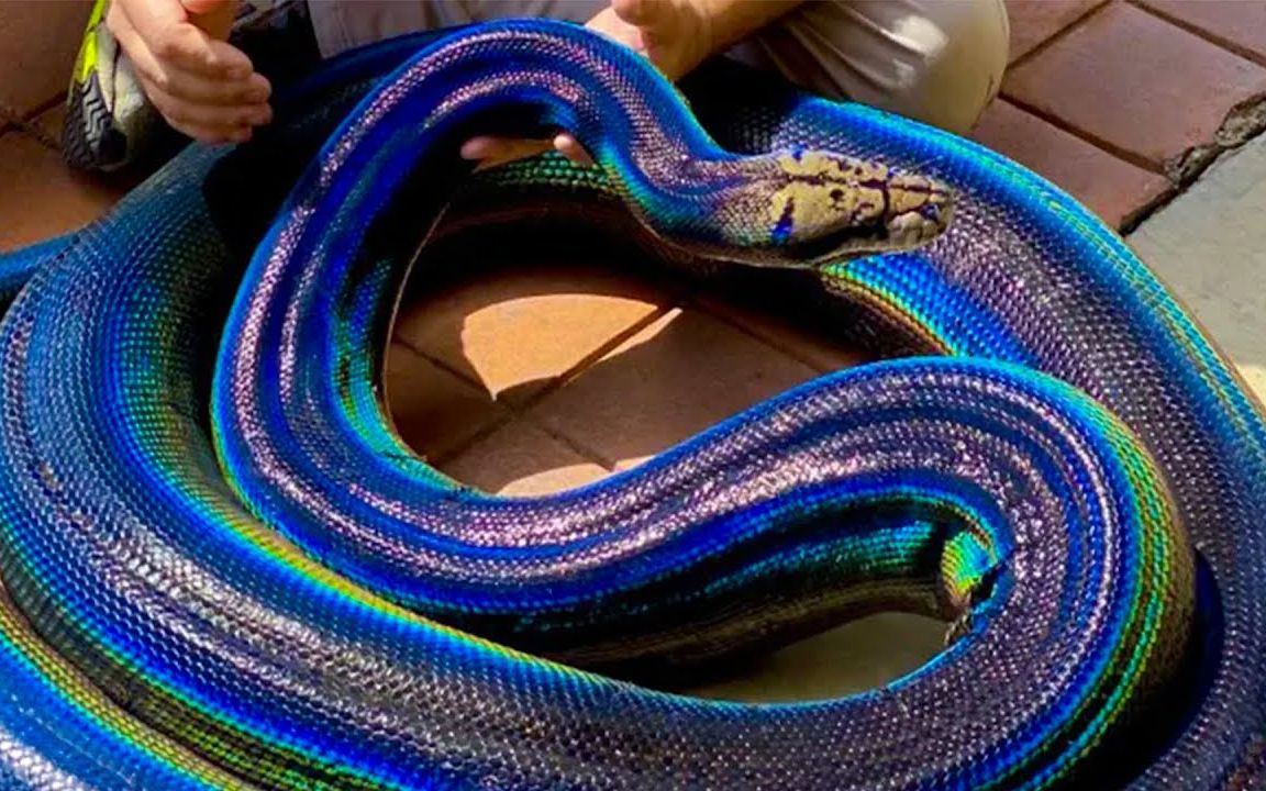 澳大利亚彩虹蛇图片