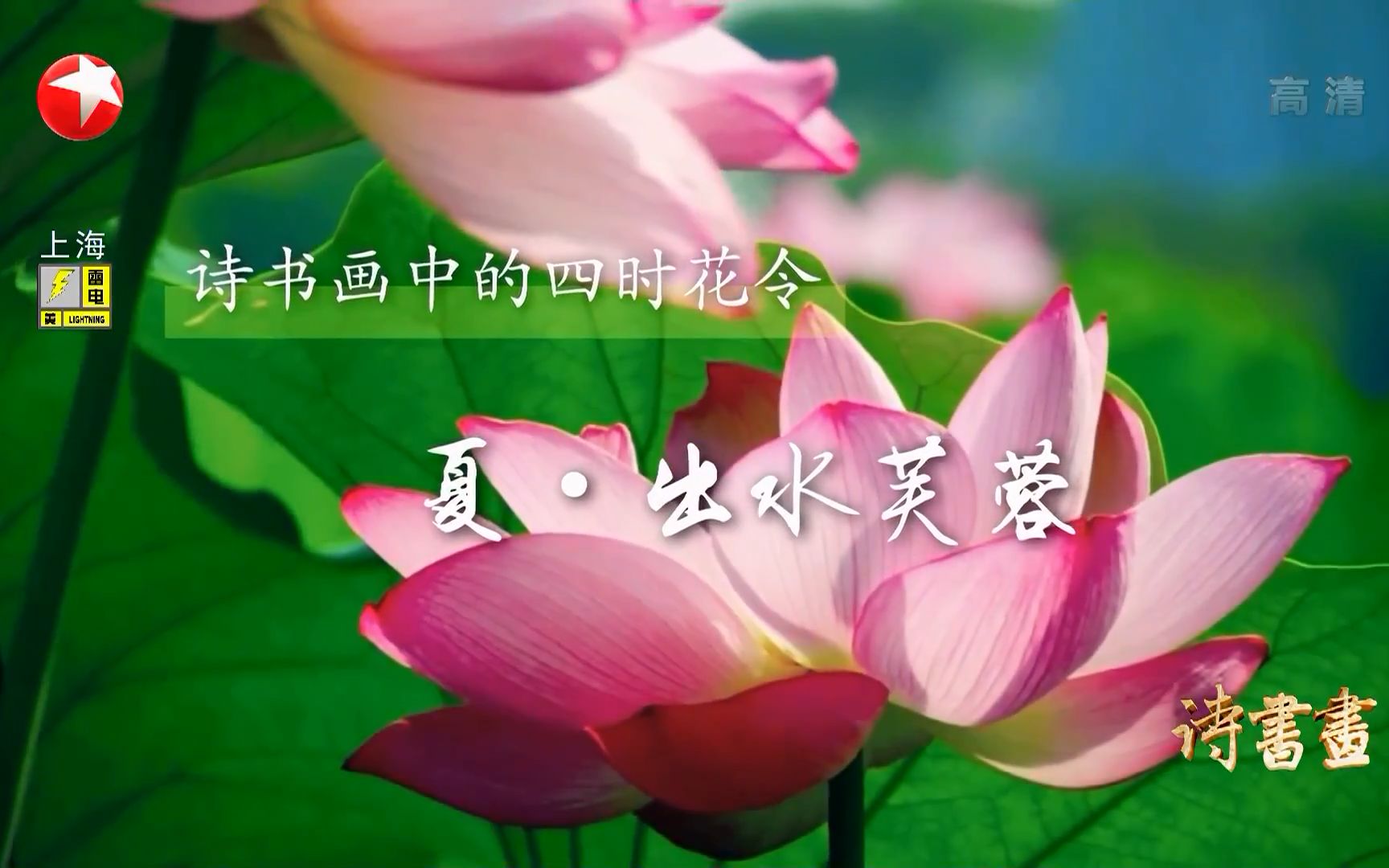 [图]【诗书画】2019.08.04 四时花令·夏·出水芙蓉 《赠荷花》《出水芙蓉图》