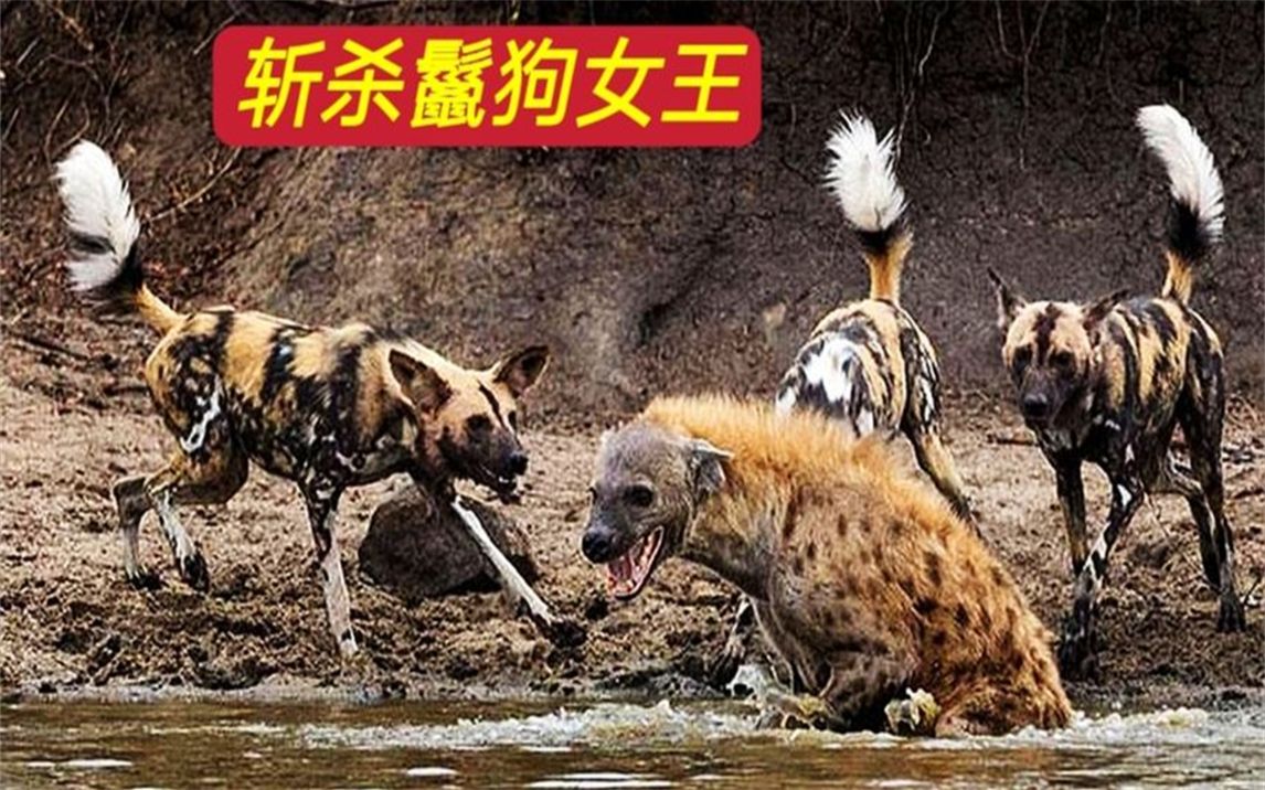 鬣狗女王想抢野狗猎物,没想到反而被掏肛,伤得很重#动物世界