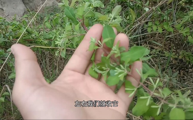 这种药材一公斤一百多每年三月三正好是采收的时节别错过时间了
