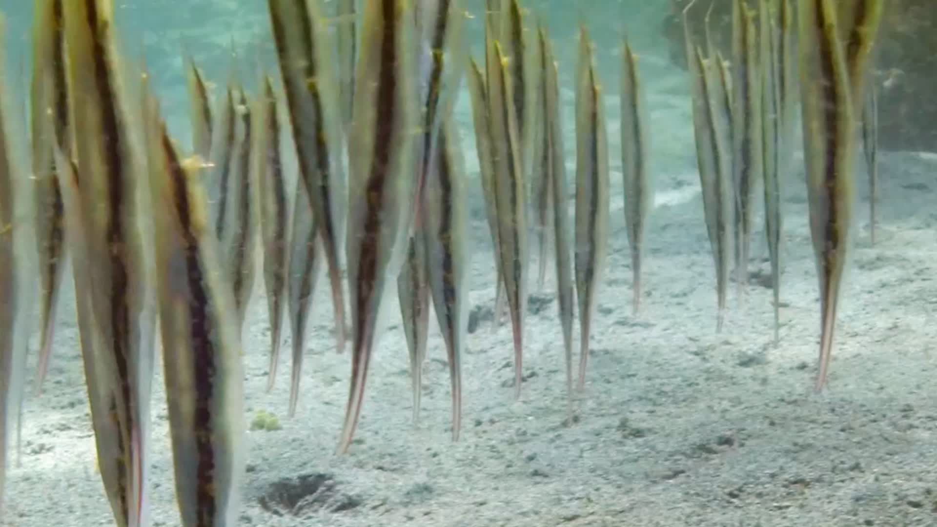 海洋中的神奇生物看看你认识几个哔哩哔哩bilibili