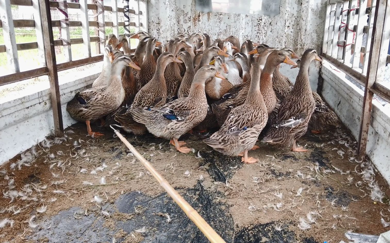 鸭婆100块三只,婆婆随手抓了3只,拿回去一称,感觉亏大了