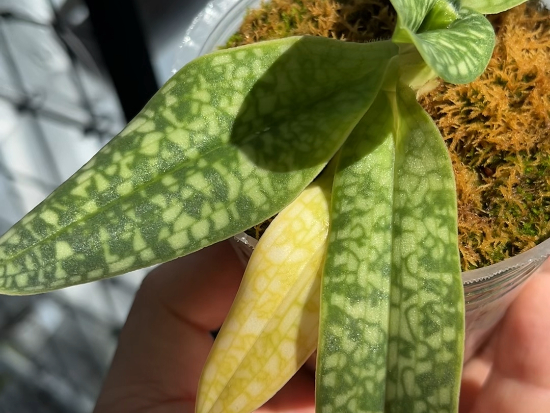 素花越南美人兜兰