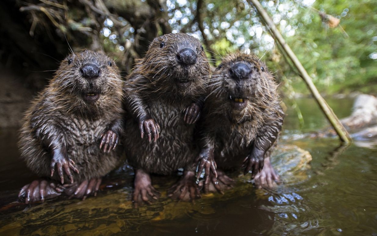 河狸大屠杀的启示:弱肉强食并非金科玉律【中字】