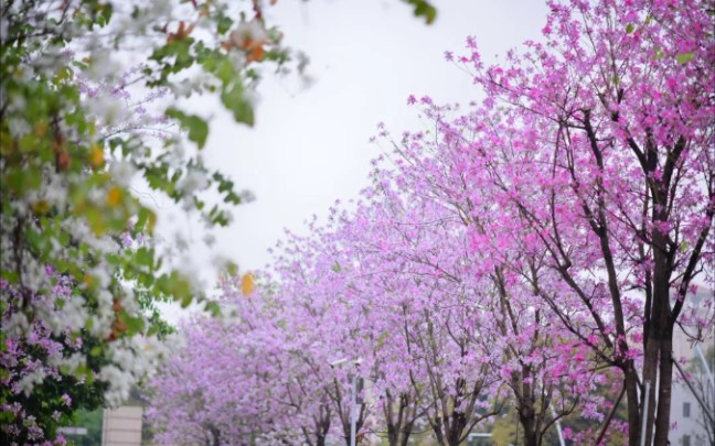 [图]大家好，我是羽毛。今天是我来到B站的第一天，希望大家能够喜欢我的视频。今天我来教大家钩一朵小花。