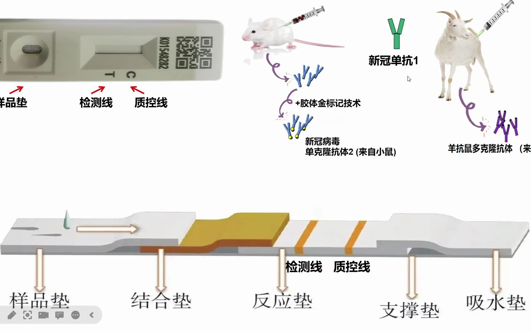 原来新冠抗原检测原理可以这么简单!你知道吗?哔哩哔哩bilibili