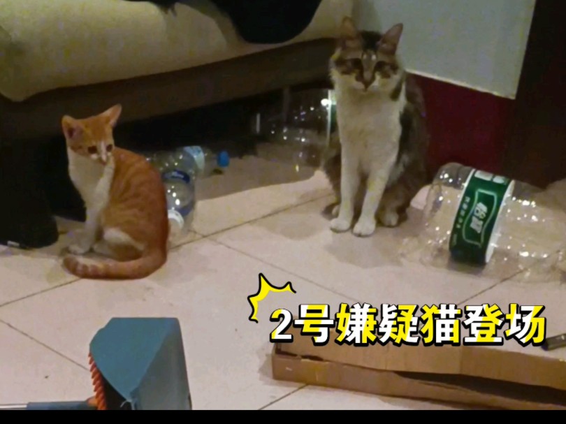 【太中代餐/小猫饭】这就是港黑干部的破坏力吗?哔哩哔哩bilibili