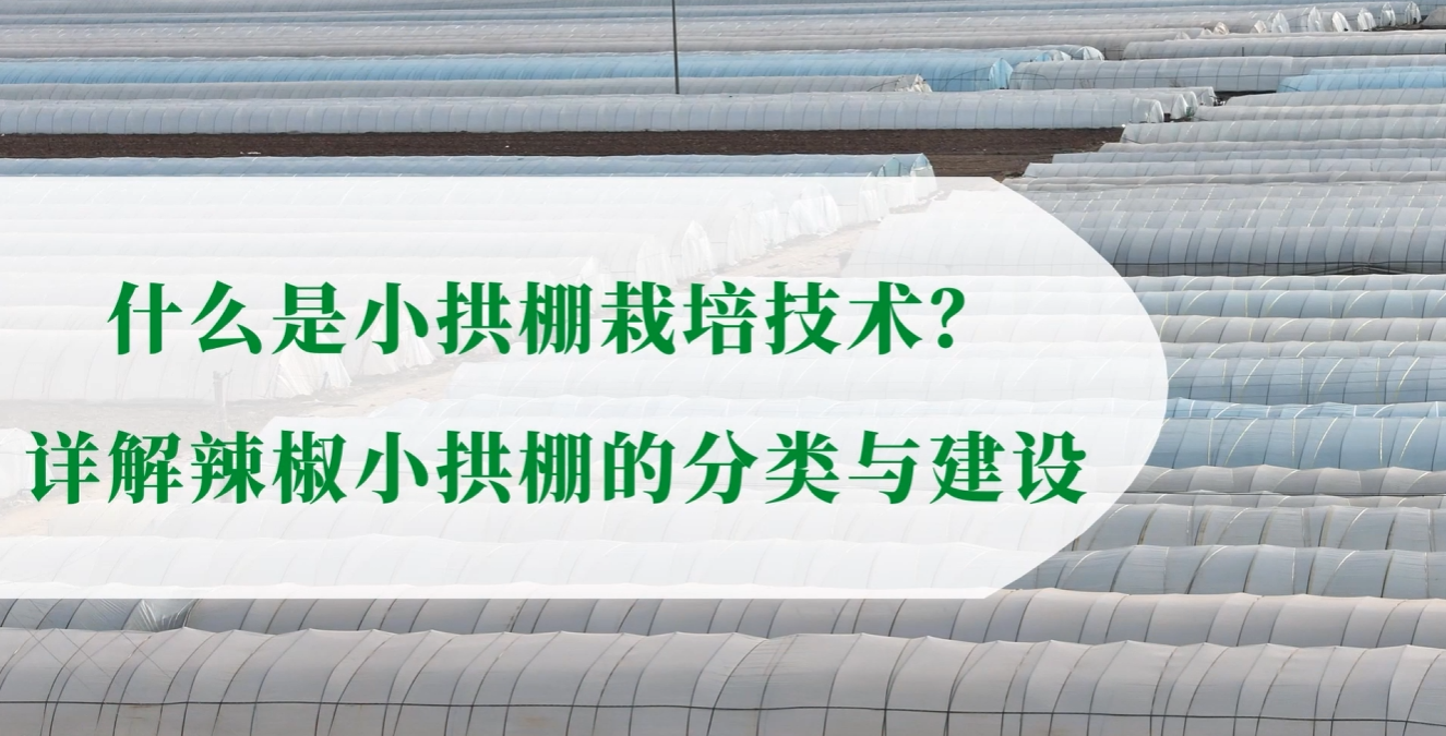 详解辣椒小拱棚的分类和技术