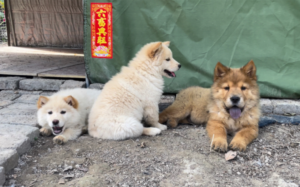 带防备心和不粘人的小狗,有了两个小伙伴之后,心情和性格也变好了哔哩哔哩bilibili