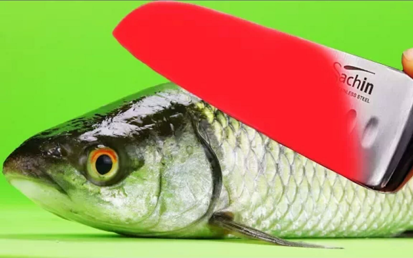 1000℃的刀 vs 鲱鱼