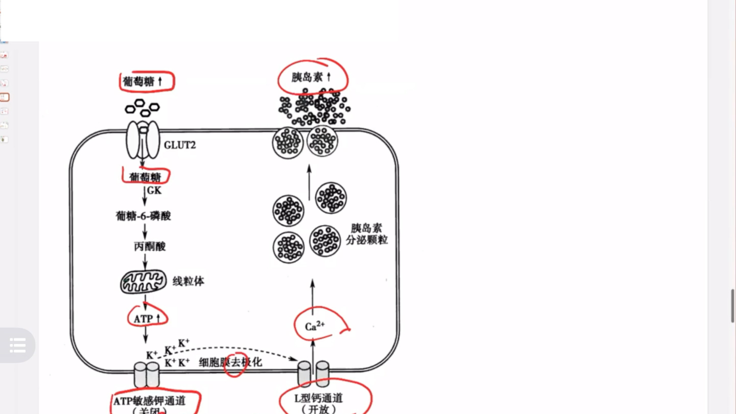 内科学串讲生理学,糖尿病磺脲类药物作用机制,葡萄糖刺激胰β细胞分泌