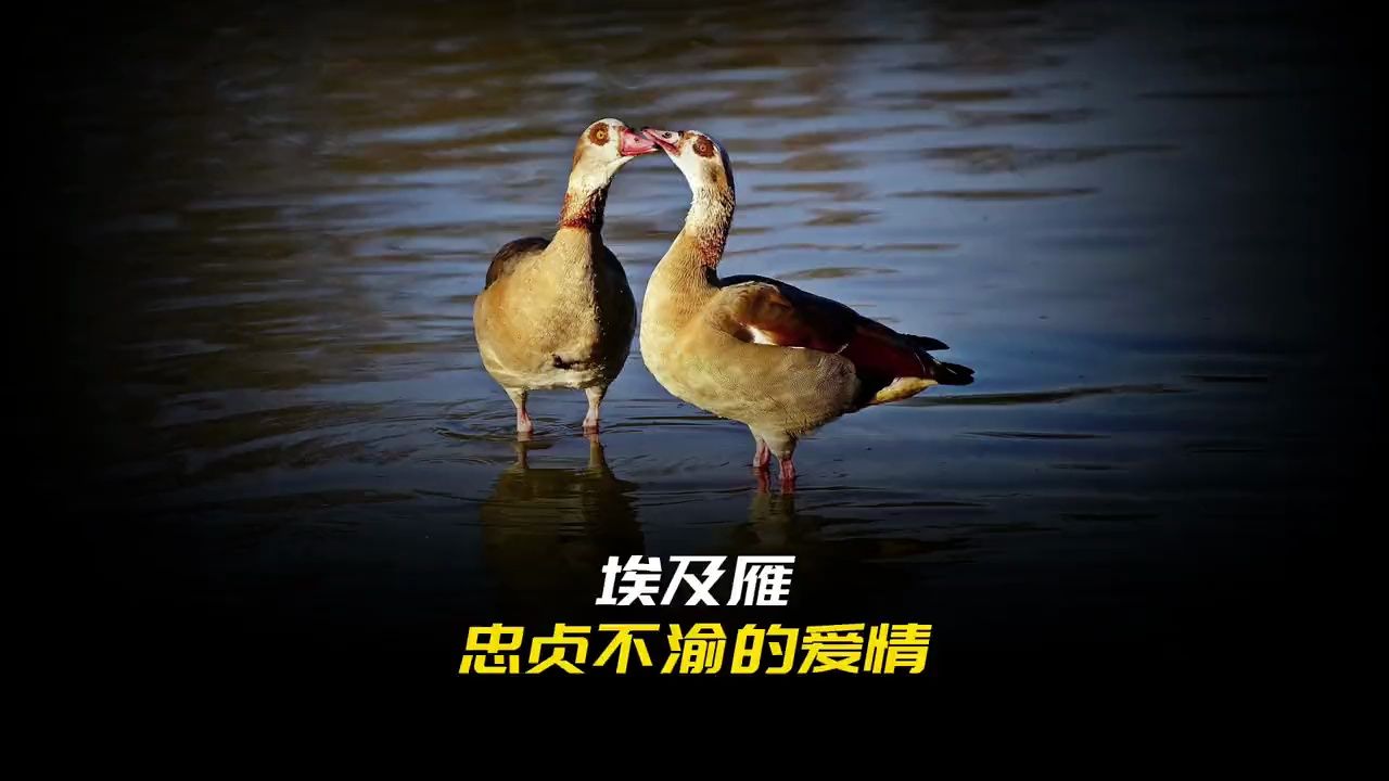 埃及雁忠贞不渝的爱情 问世间情为何物,这就是埃及雁的爱情真实故事