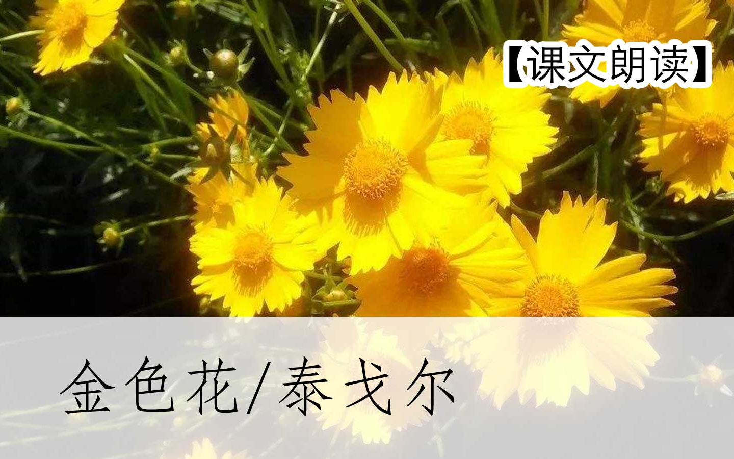 【课文朗读】《金色花/泰戈尔》 现代诗印度部编人教版七年级语文上册 YW07A026KWLD,YW071026,哔哩哔哩bilibili