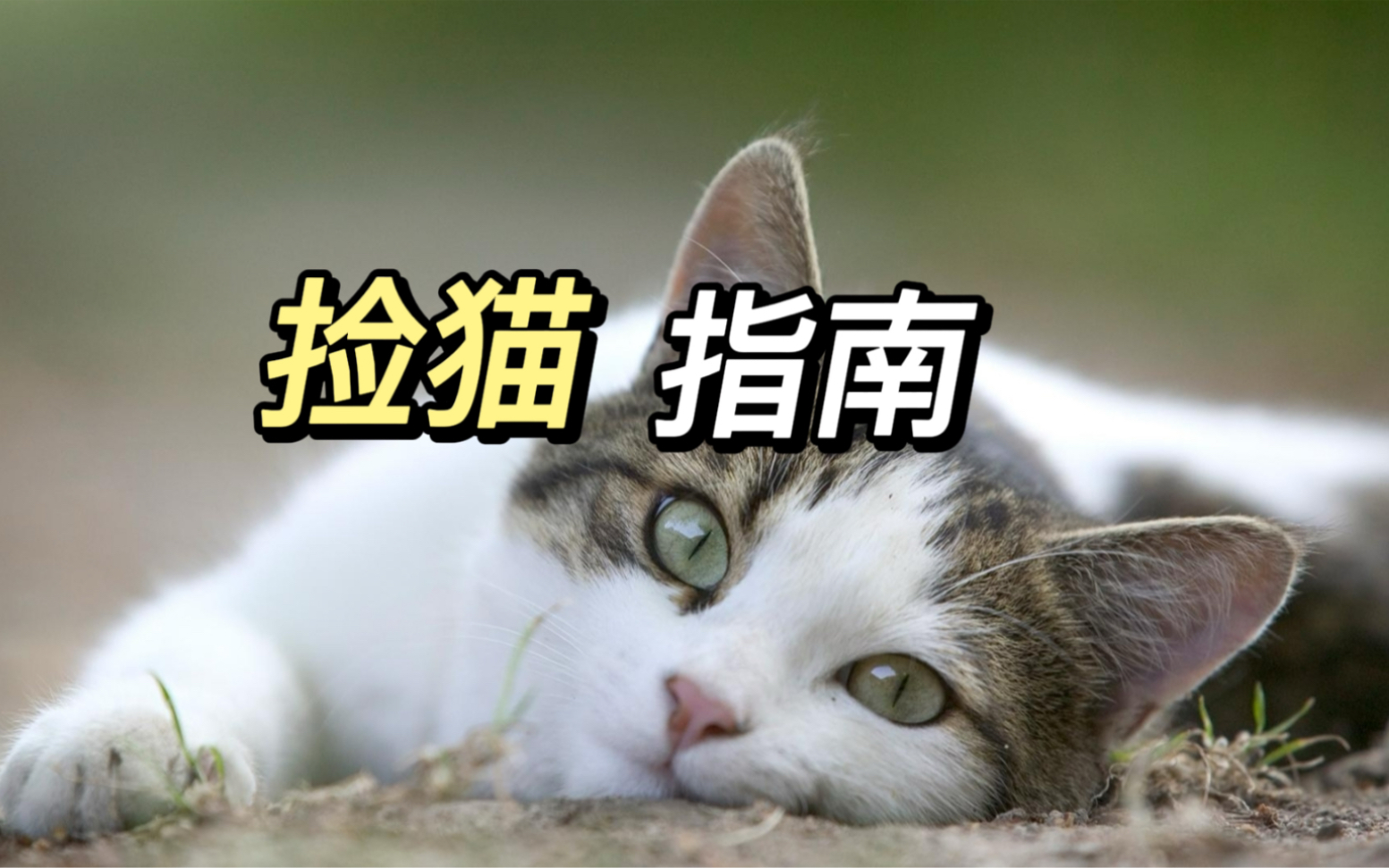 什么样的猫捡了不亏哔哩哔哩bilibili