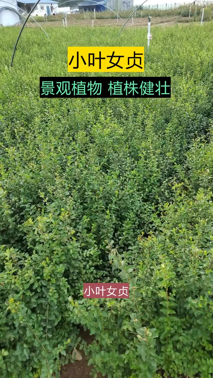 小叶女贞基地,腾骏花卉,以绿色为名,以质量为根,值得信赖.快速发货,售后完善.欢迎咨询 #福建小叶女贞种植方法 #江西小叶女贞批发 #重庆小叶女...