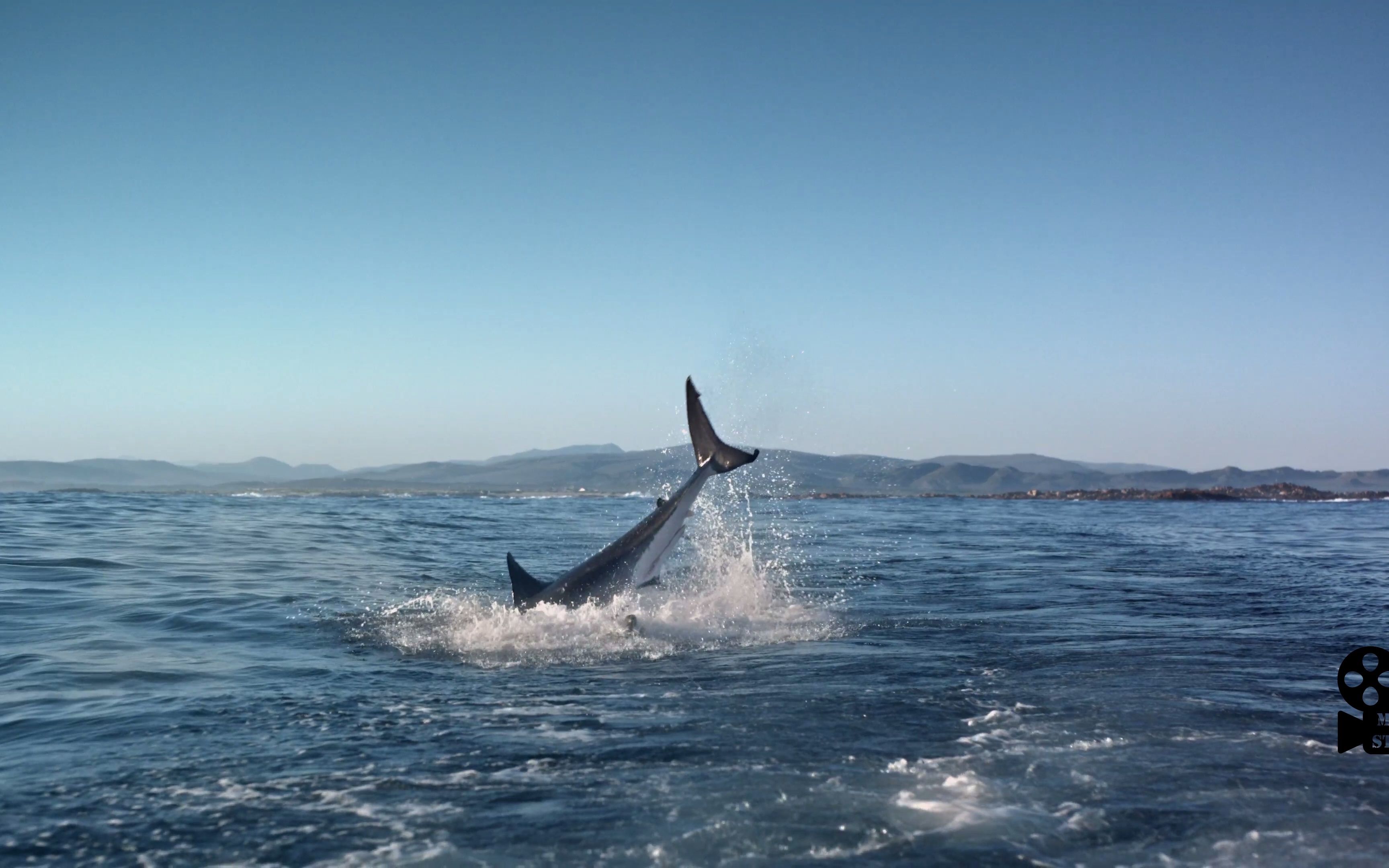 great white shark 2013 docu 2160p movie clip 2