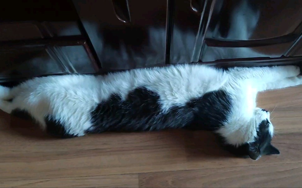 活动作品一只长条猫