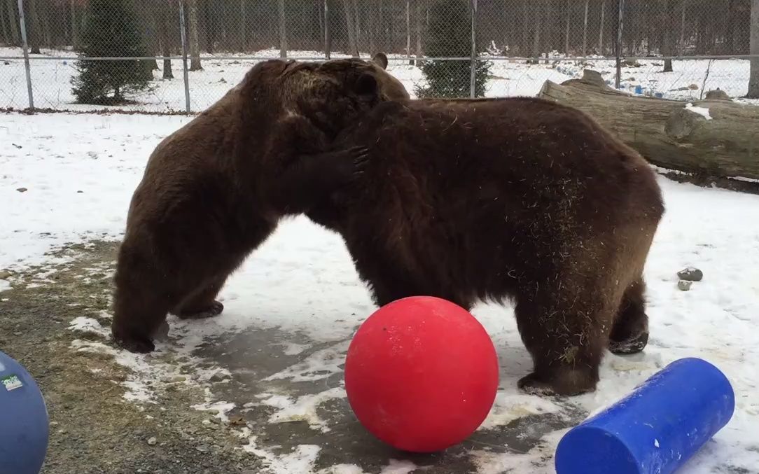 熊胖熊leo和jimbo在一起摔跤玩耍