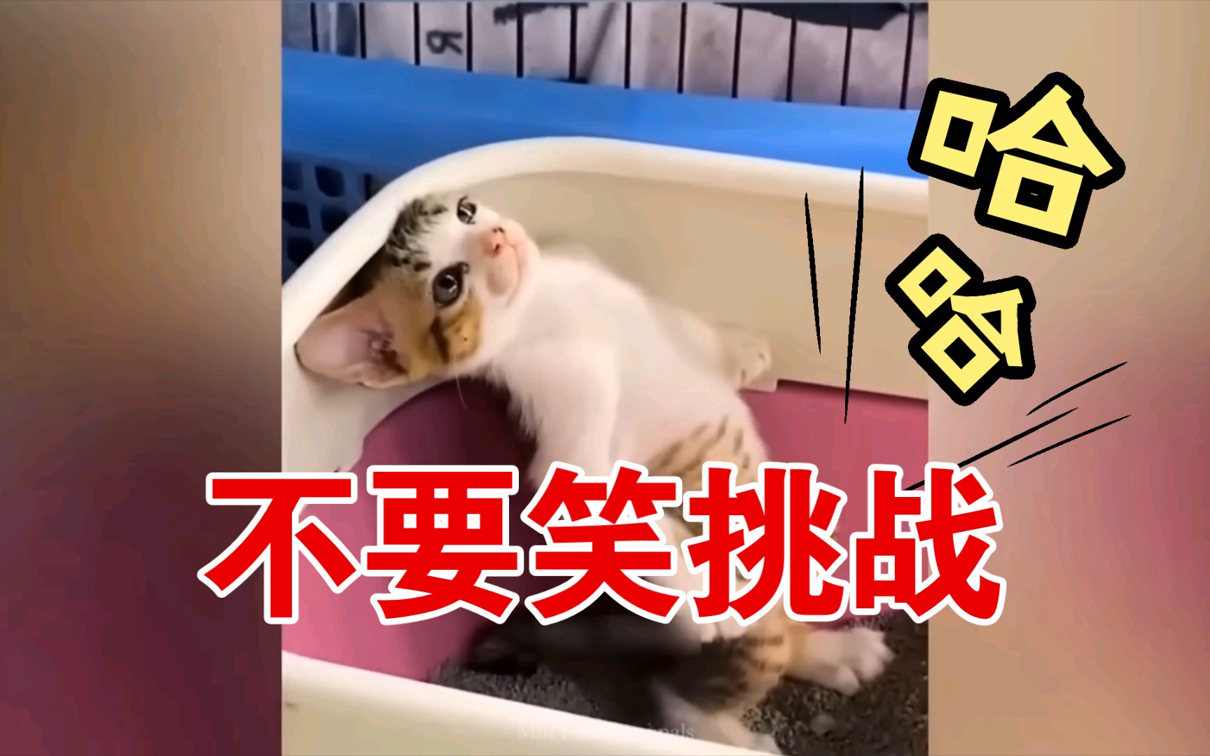 "喵星人的迷惑行为" 盘点全网喵星人的搞笑瞬间