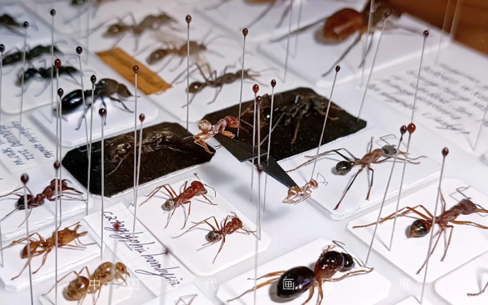 蚂蚁标本,因为个人原因要暂停更新一段时间,封盒前的纪念