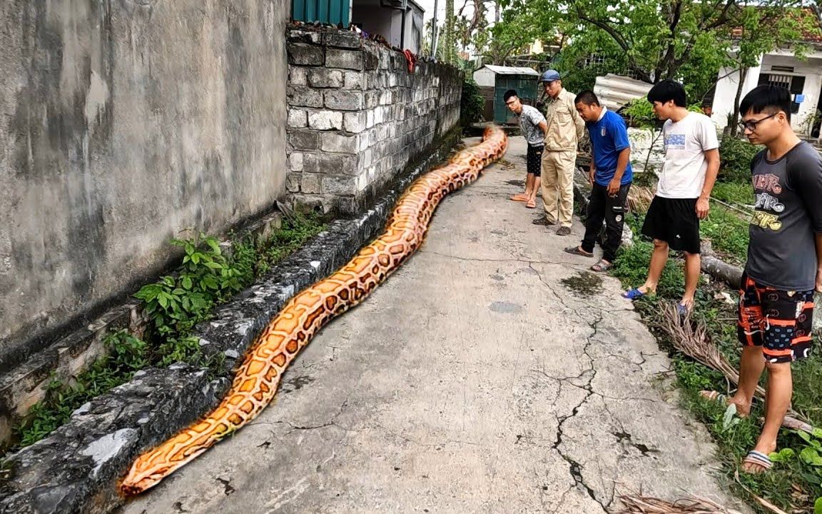 [图]百米巨蟒进院墙