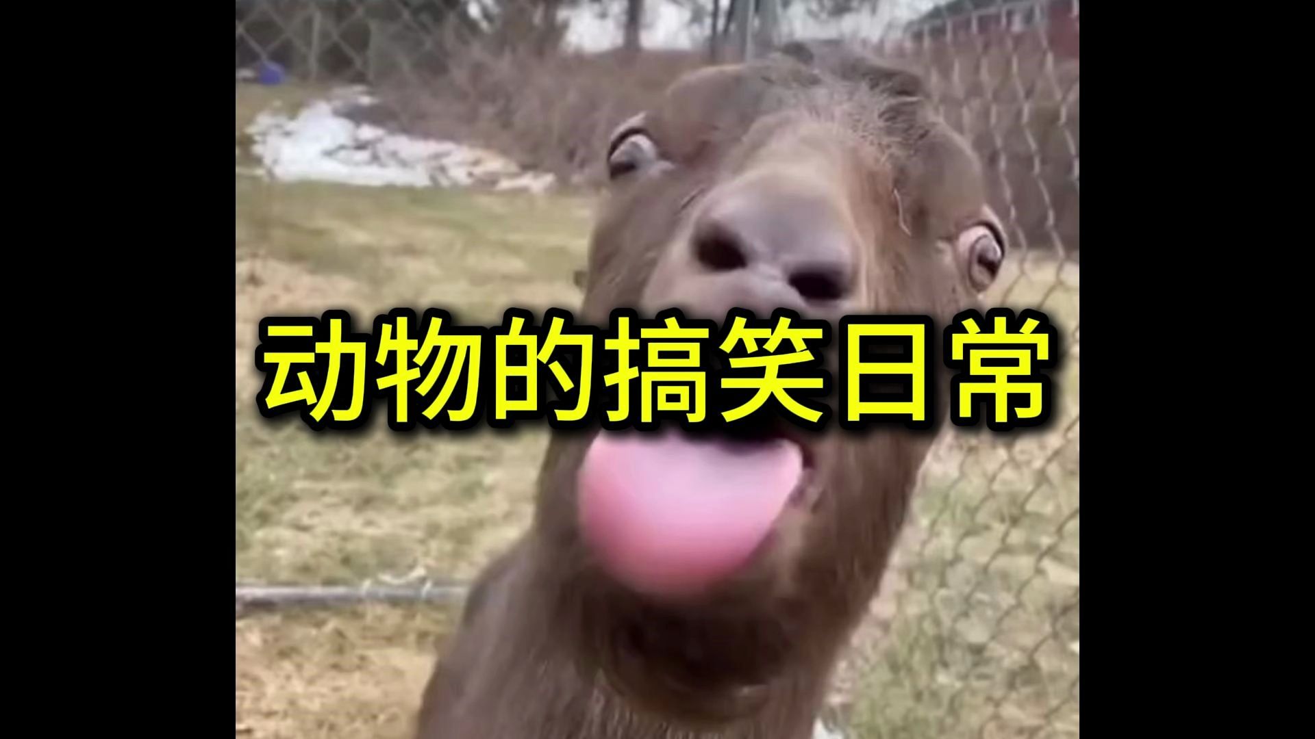 动物的搞笑日常