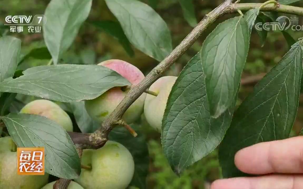 [图]《每日农经》20180726 清脆爽口的茵红李俏销市场