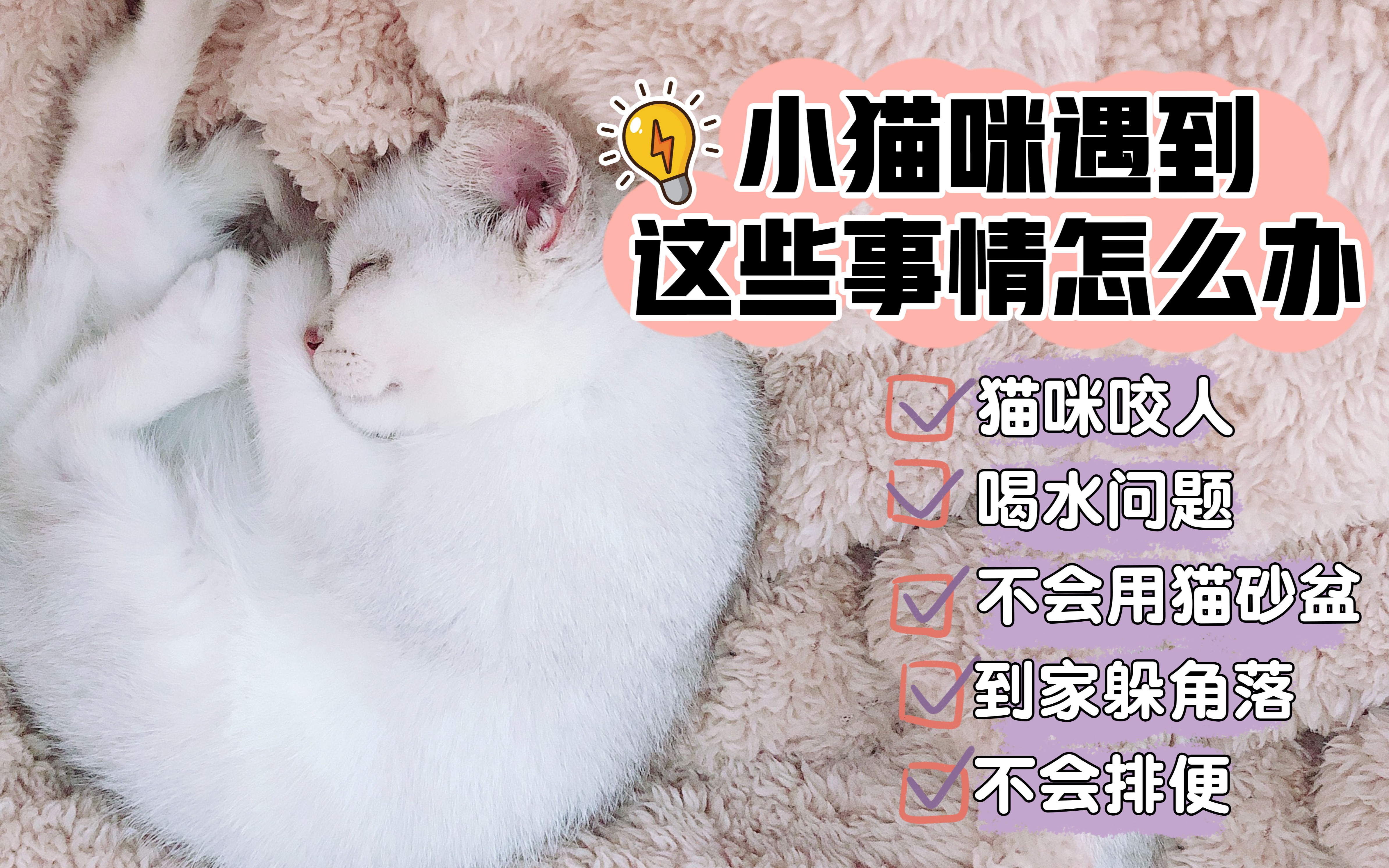 新手养猫一定要重视的五大问题哔哩哔哩bilibili