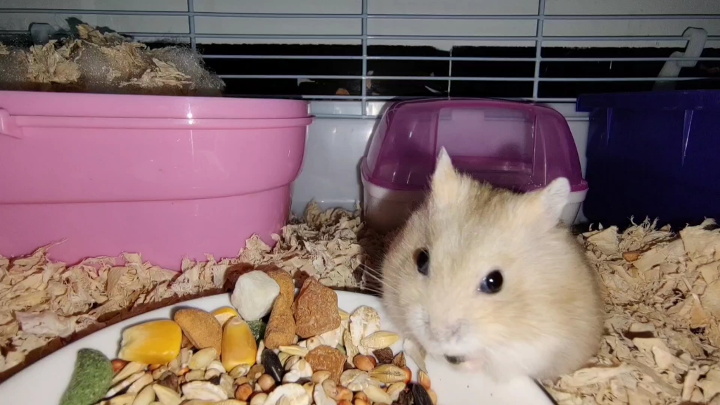 吃货团子_哔哩哔哩_bilibili