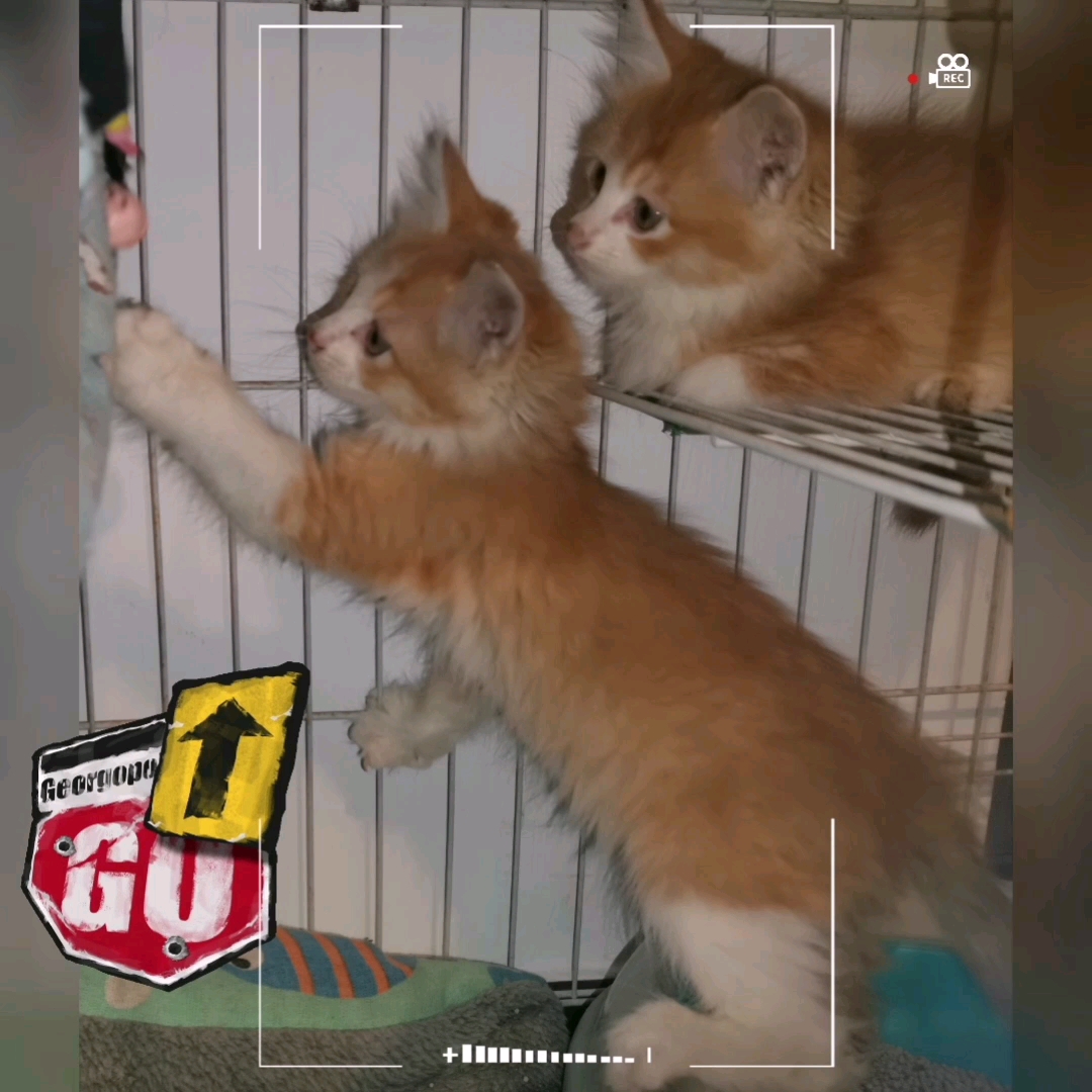 卧龙凤雏的日常,大聪明长毛橘找领养(小笨蛋已经有领养人)