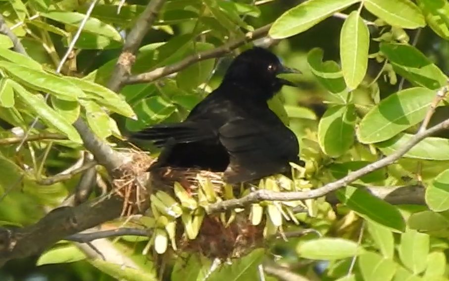 雏鸟成长中,黑卷尾家长在巢上打开翅膀遮挡烈日