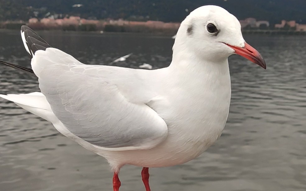 昆明海埂大坝——红嘴海鸥