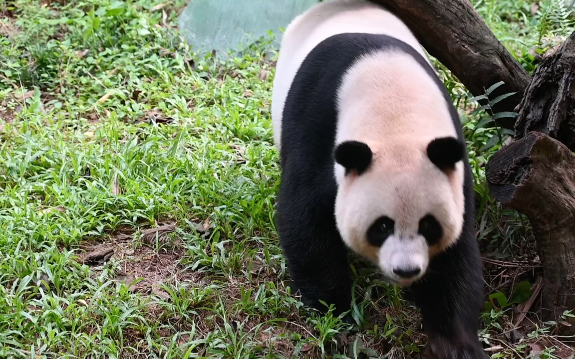 大熊猫帅帅:帅气又可爱,长隆颜值担当.