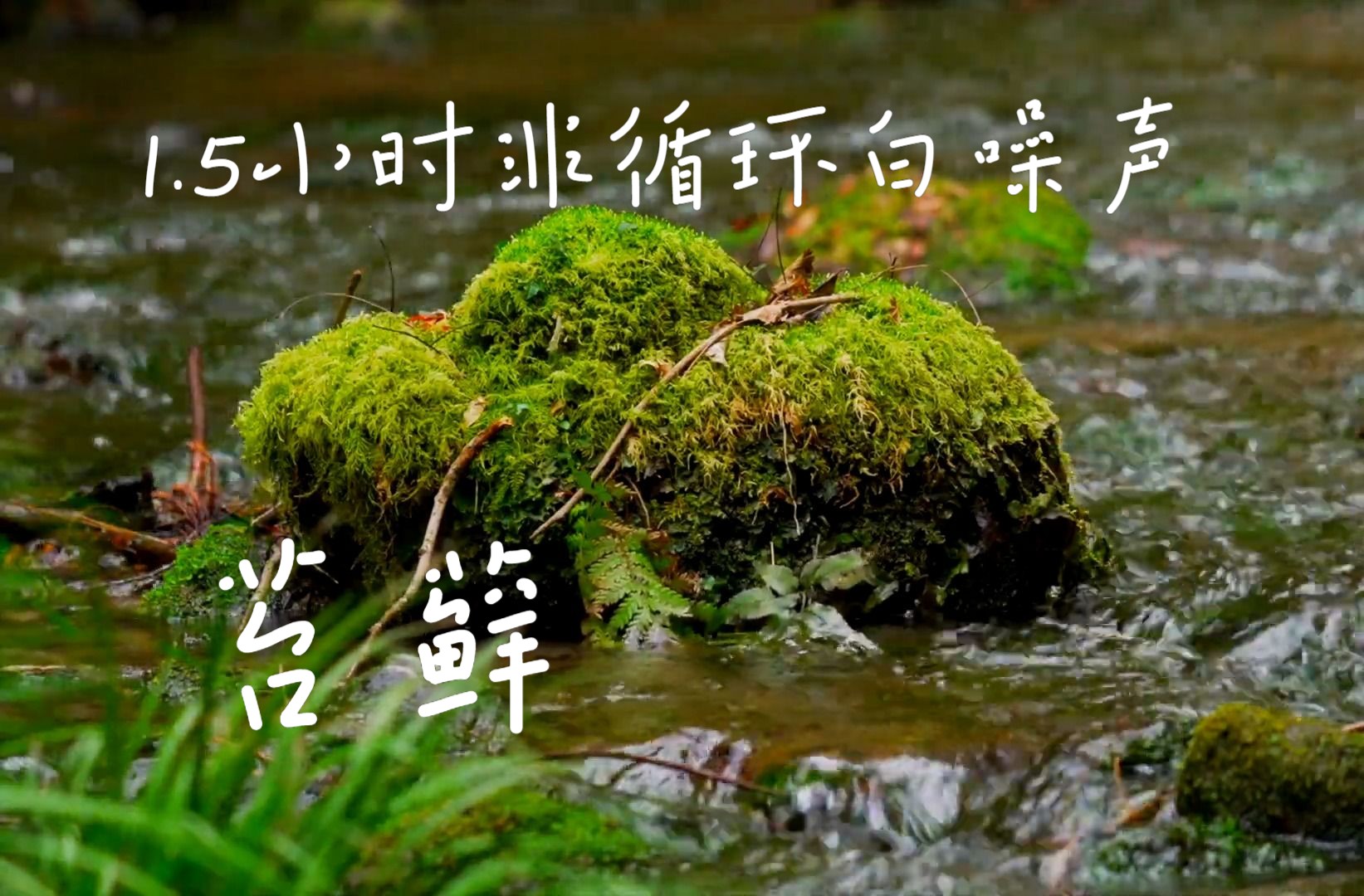 [图]【苔藓-1.5小时实景非循环】苔藓 泉水 溪水声 溪流声 白噪音 环境音 自然音