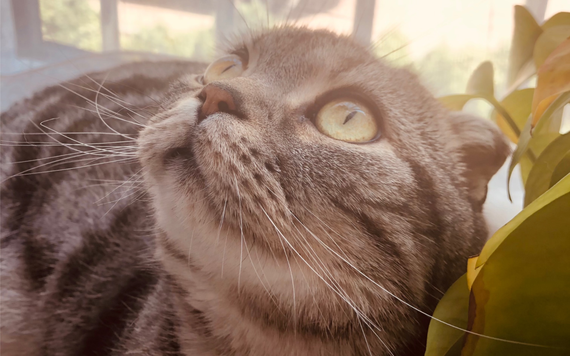 特殊的观猫角度