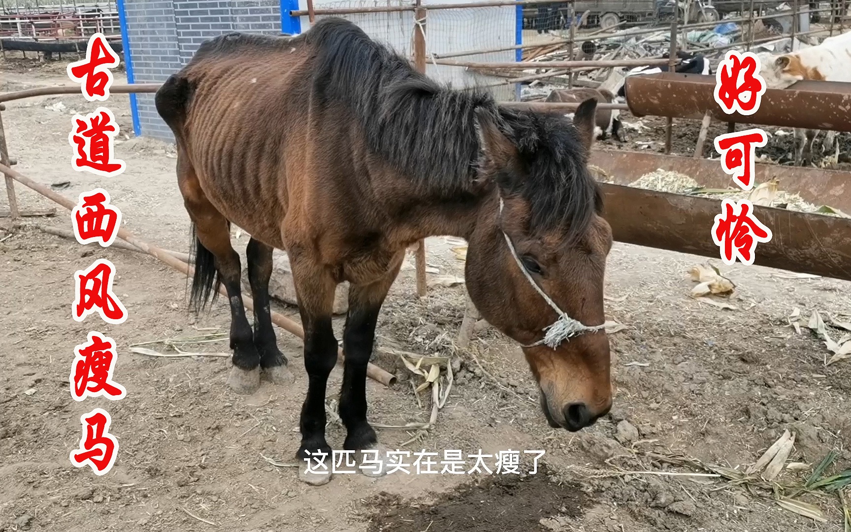 [图]诗有云“古道西风瘦马”今天就见到一匹瘦马，真是深有体会呀！