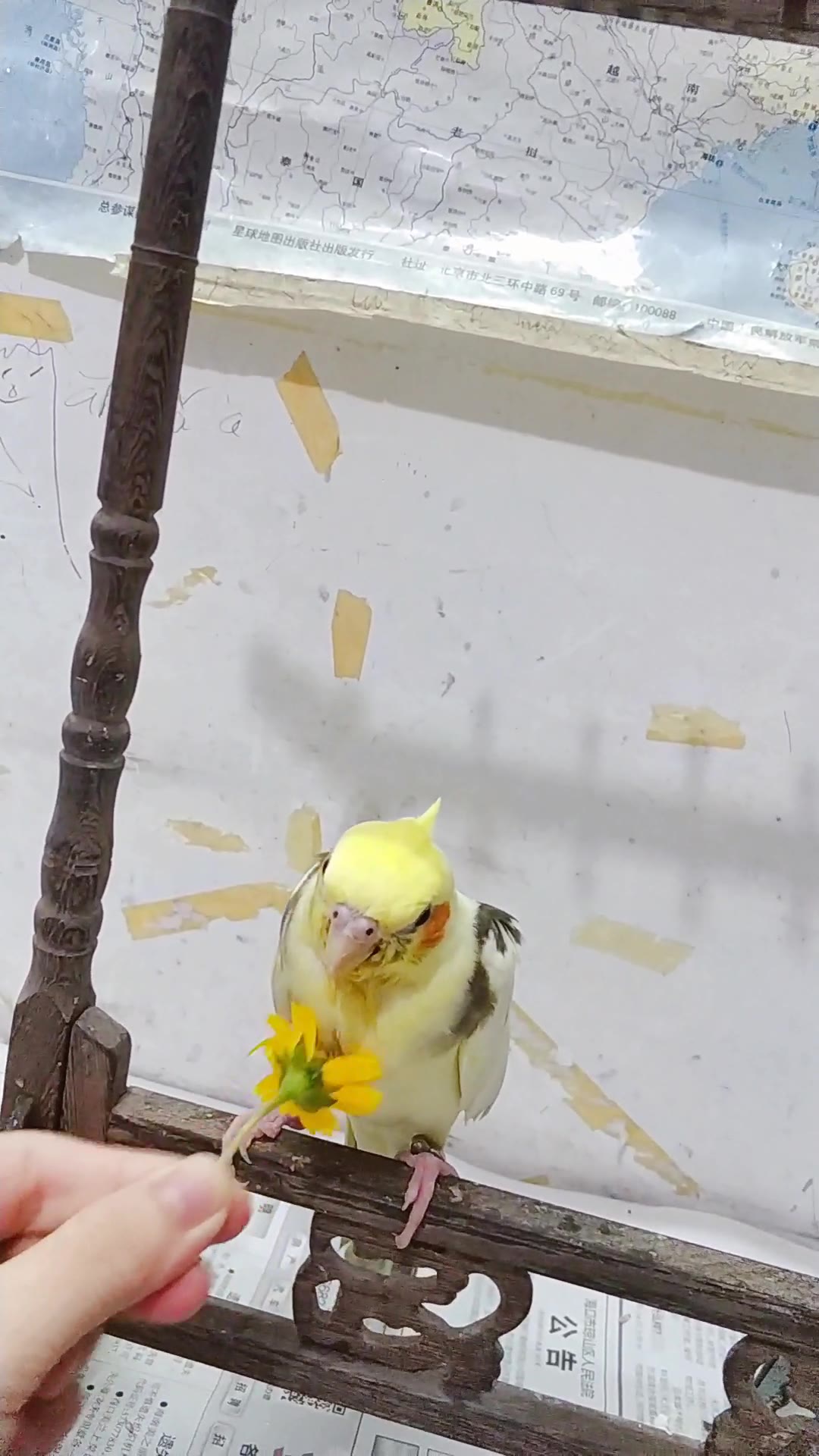 玄凤鹦鹉如何用菊花与鹦鹉搏斗