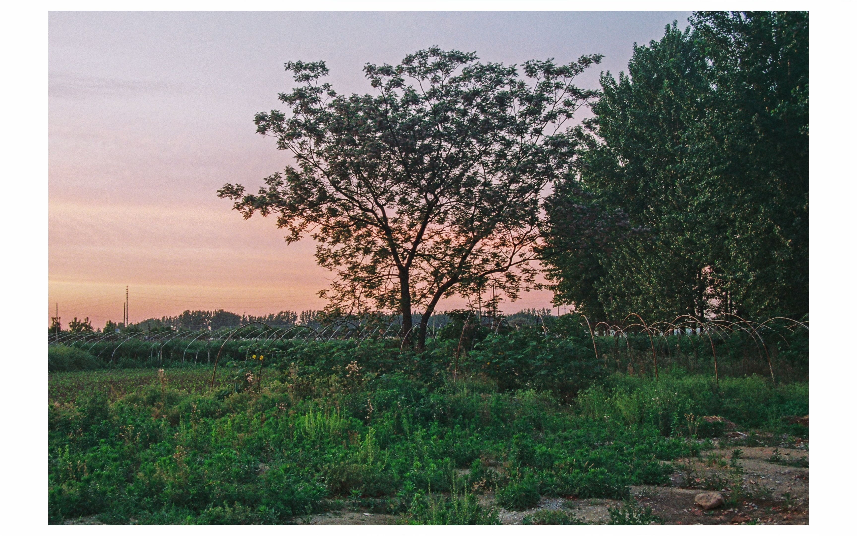 柯达ProImage100拍夕阳(胶片摄影)哔哩哔哩bilibili