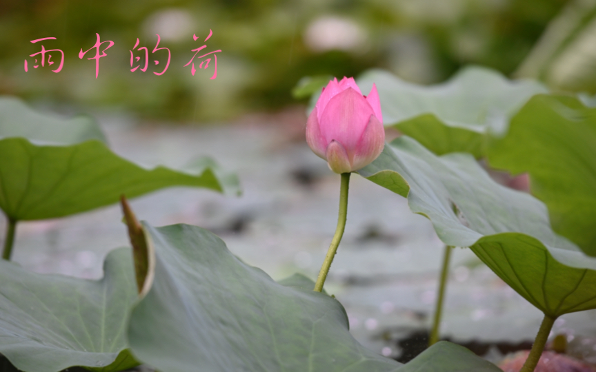 [图]大雨中情人湖中的荷花与荷叶