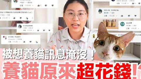 养猫要花多少钱 好味家养猫花费精算 好味猫知识 Ep6 哔哩哔哩