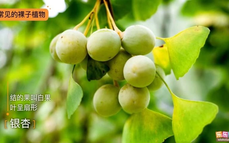 [图]5.种子植物