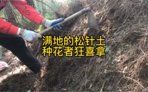 Tải video: 松树林下对于种花人来说是宝，厚厚一层的松针土随便一扒得一大堆